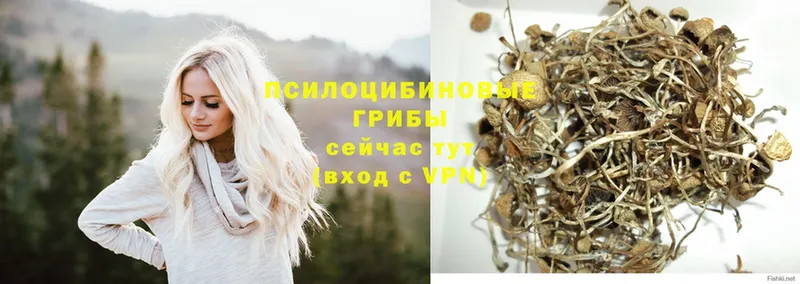 сколько стоит  Безенчук  Псилоцибиновые грибы Magic Shrooms 